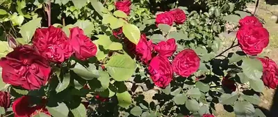 Роскошные цветы - Розы Хоуп оф Хьюманити (формат png)