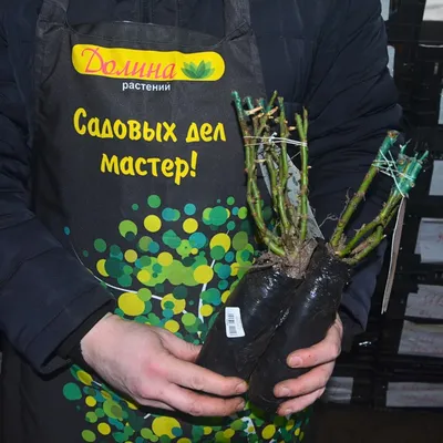 Изображение розы христофор колумб в формате jpg для загрузки