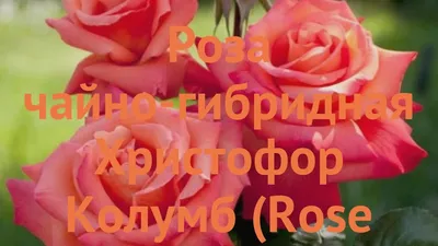 Фото розы христофор колумб в формате png с возможностью скачивания