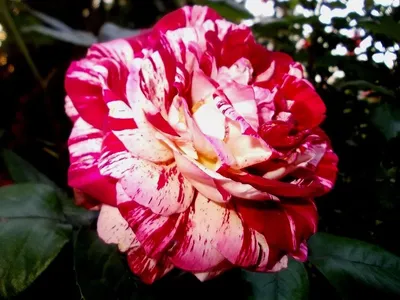 Фото розы Хулио Иглесиас: красота в каждом пикселе