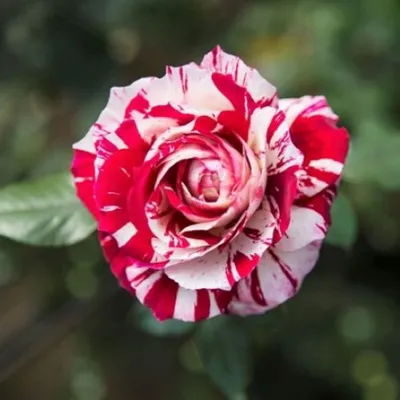 Фото розы Хулио Иглесиас в галерее красоты