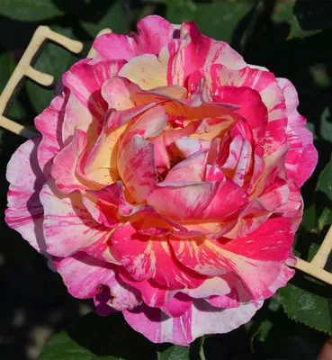 Уникальное изображение розы Хулио Иглесиас