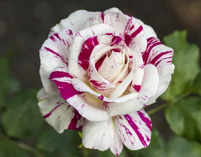 Изображение розы Хулио Иглесиас в потрясающем стиле