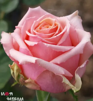 Изображение розы Кинг Конг: выберите желаемый размер и формат