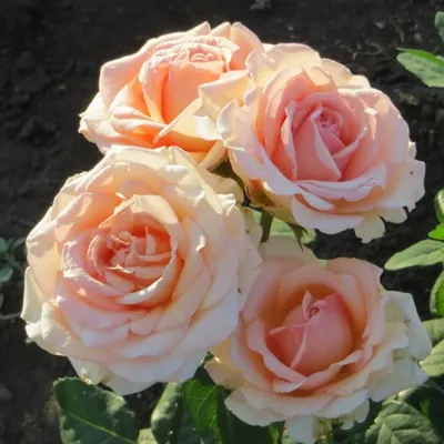 Изображение розы Кинг Конг со скачиванием в png