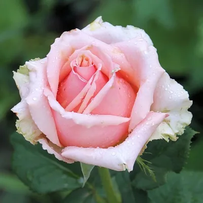 Изображение розы Кинг Конг в формате jpg: выберите подходящий размер изображения