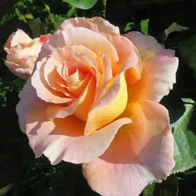 Изображение розы Кинг Конг со способом загрузки в png формате