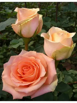 Изображение розы Кинг Конг с поддержкой формата webp: выберите желаемый размер