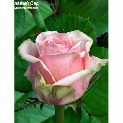Картинка розы Кинг Конг: выберите формат и размер