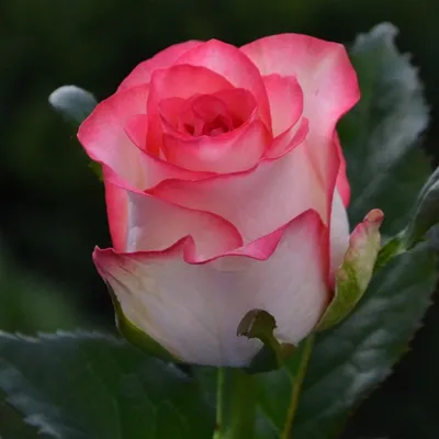 Изображение розы Кинг Конг в формате jpg: выберите подходящий размер