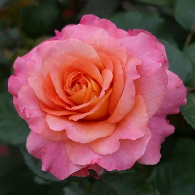 Изображение розы Кинг Конг со скачиванием в png