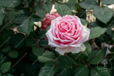 Фото розы Кинг Конг в формате png: выбор желаемого размера