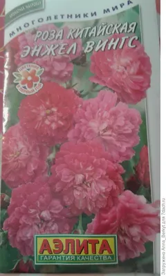 Изображение розы китайской энжел вингс с возможностью выбора размера и формата для скачивания
