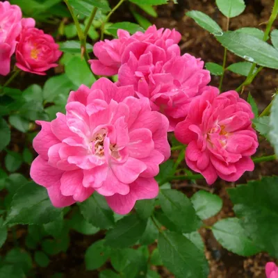 Фотография розы китайской энжел вингс в формате webp