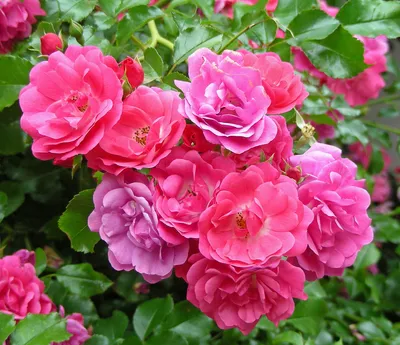 Роза китайская энжел вингс в формате jpg для скачивания