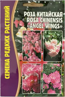Фотография розы китайской энжел вингс в формате png с возможностью выбора размера