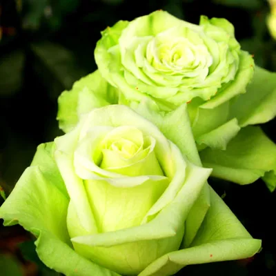 Роза киви - фотография высокого разрешения в формате jpg