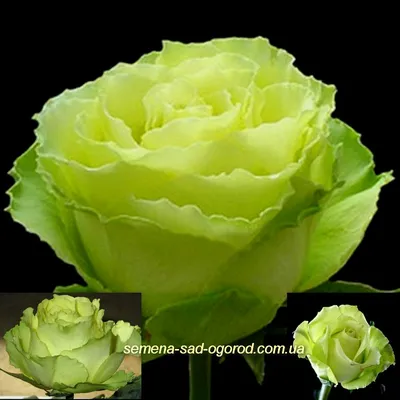 Фотка розы киви для ценителей красоты