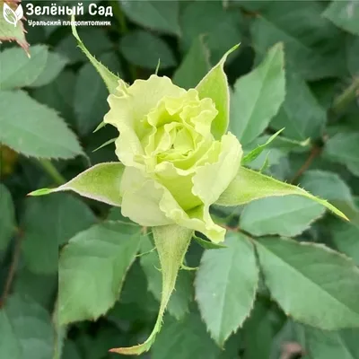 Изображение прекрасной розы киви