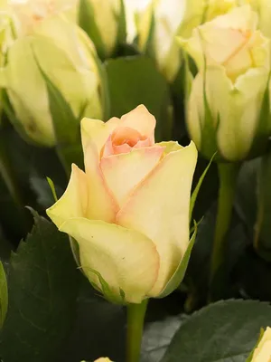 Уникальная роза киви на фотографии