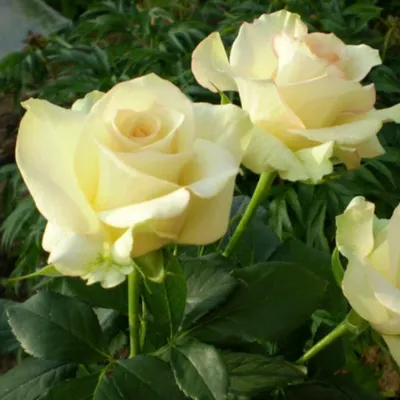 Фотография розы киви, отражающая ее красоту