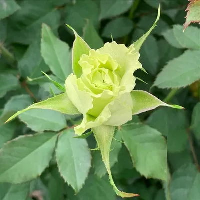 Роза киви в формате png для загрузки