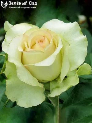 Фото розы киви с прекрасными деталями