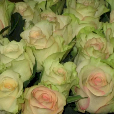 Фото розы киви в стиле вебп