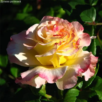 Фотка розы киви в стильном исполнении