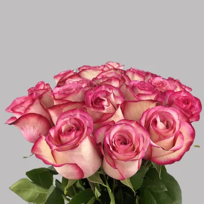 Фотография розы киви, покоряющая своим очарованием