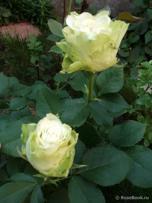 Красивая роза киви на картинке