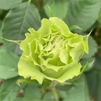 Фотография стильной розы киви