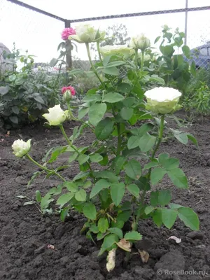 Изображение розы киви в формате webp