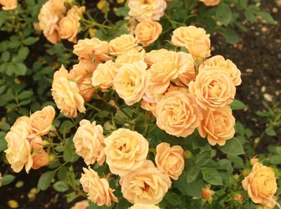 Уникальное изображение розы клементины