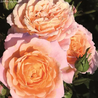 Изображение розы клементины с розовыми лепестками