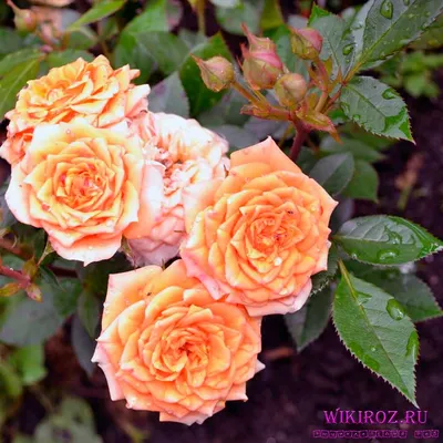 Картина розы клементины в формате webp