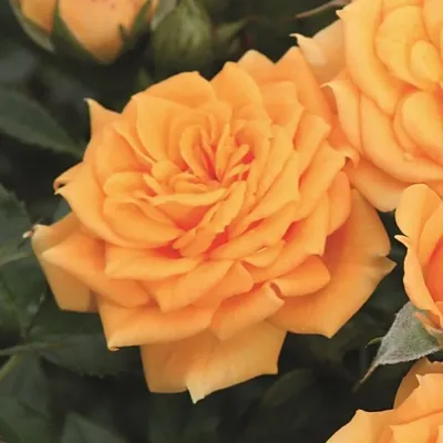 Бесплатное фото розы клементины