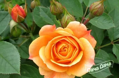 Картинка розы клементины с лепестками горчичного цвета