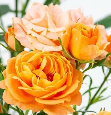 Фотография розы клементины с нежными оттенками