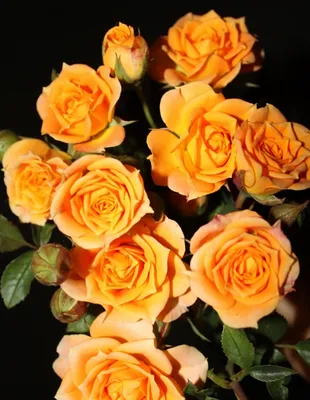Изображение розы клементины с крупными бутонами