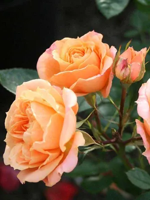Фотка розы клементины в оранжевых тонах