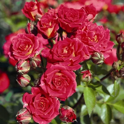 Яркое фото розы клементины для скачивания