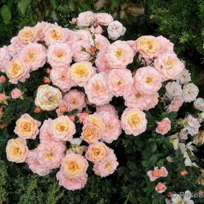Фотография розы клементины с разнообразными оттенками