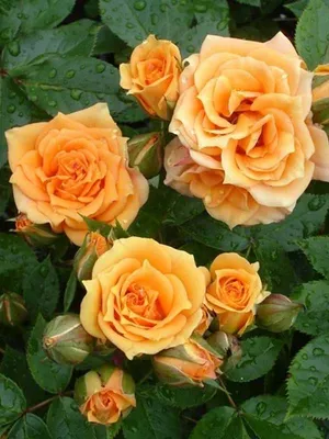 Фото розы клементины в высоком разрешении