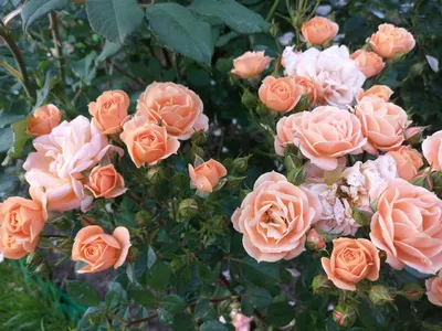 Картинка розы клементины с контрастным фоном