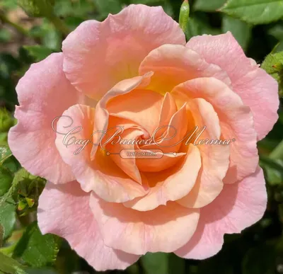 Фотография розы клементины с ажурными лепестками