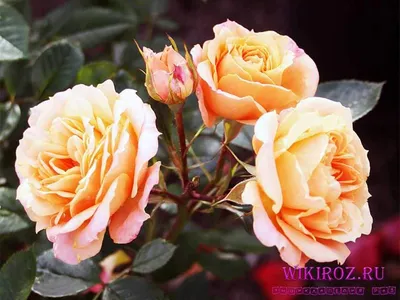 Изображение розы клементины с костистыми стеблями
