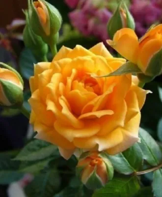 Фотка розы клементины с боковым ракурсом