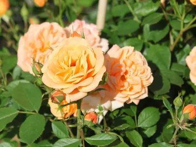 Фотография розы клементины с взорвавшимися бутонами