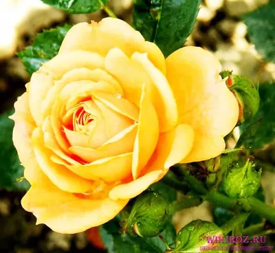 Картинка розы клементины с нежными оттенками